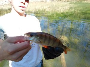European Perch
