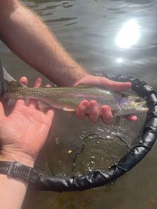 Rainbow Trout