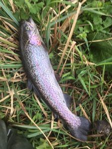 Rainbow Trout