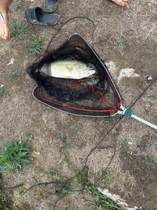 Largemouth Bass