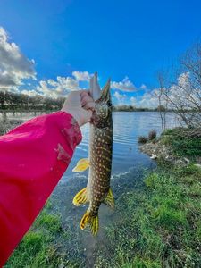 Northern Pike