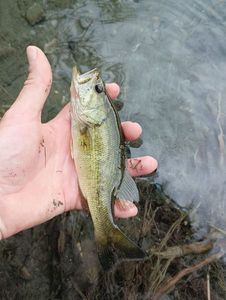 Largemouth Bass