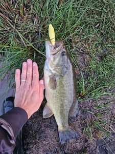 Largemouth Bass