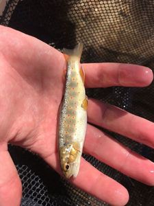 Brown Trout