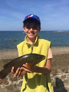 Ballan Wrasse