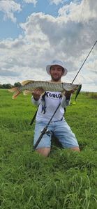 Chain Pickerel