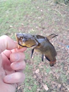 Black Bullhead