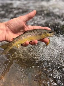 Brown Trout