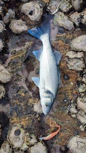 European Bass (Seabass)