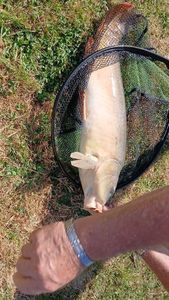 Mirror Carp