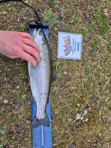 Rainbow Trout