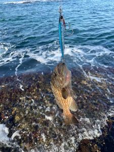 Red Grouper
