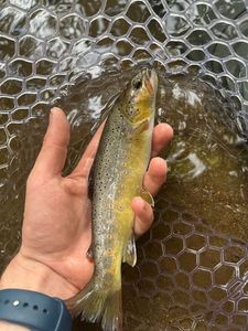 Brown Trout