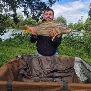 Common Carp