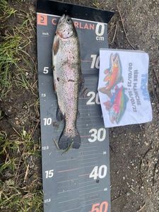Rainbow Trout