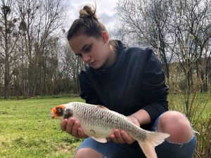 Koï Fish