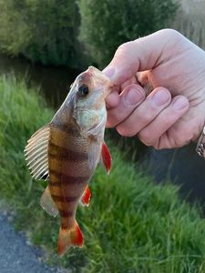 European Perch