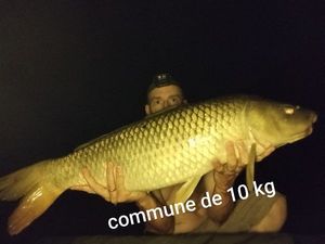 Common Carp