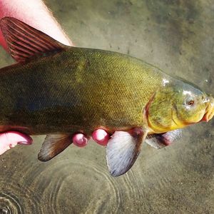 Tench