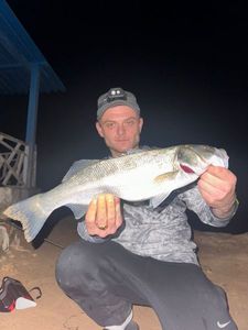 European Bass (Seabass)