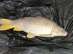 Common Carp