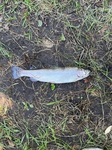 Lake Trout