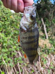 European Perch