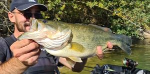 Largemouth Bass