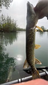 Northern Pike