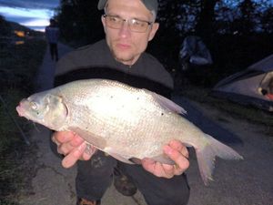 Common Bream