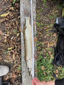 Northern Pike