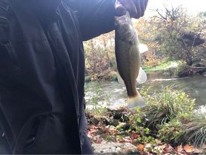 Largemouth Bass
