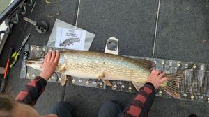 Northern Pike
