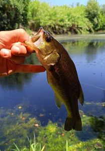 Largemouth Bass