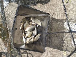 Crucian Carp