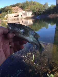 Largemouth Bass