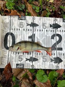 European Perch