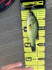 Largemouth Bass