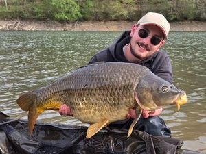 Common Carp