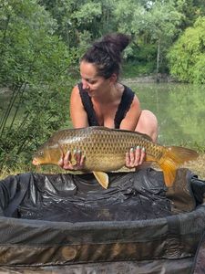 Common Carp
