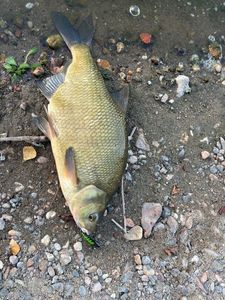 Common Bream