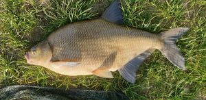 Common Bream