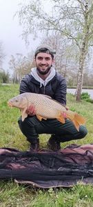 Common Carp