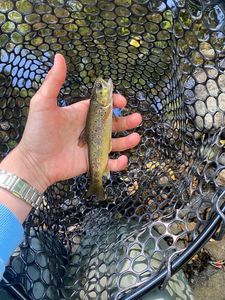Brown Trout