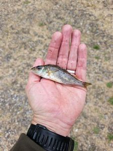 Ruffe
