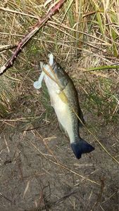 Largemouth Bass