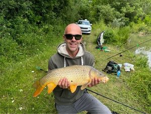 Common Carp