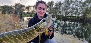 Northern Pike