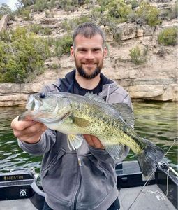 Largemouth Bass