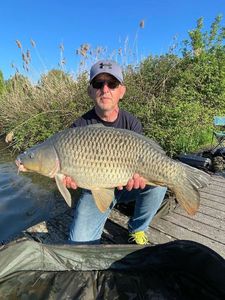 Common Carp